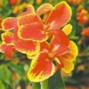 3 Rosemond Cole Canna Bareroot - Exotic Red Flower Plant