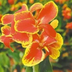 3 Rosemond Cole Canna Bareroot - Exotic Red Flower Plant
