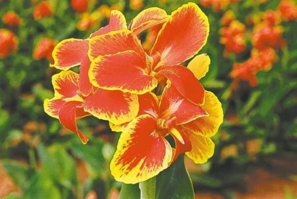 3 Rosemond Cole Canna Bareroot - Exotic Red Flower Plant