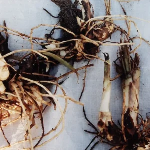 3 Rosemond Cole Canna Bareroot - Exotic Red Flower Plant