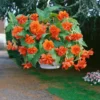 3 Trailing Begonias Orange Bareroot for Hanging Baskets