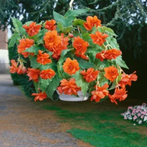 3 Trailing Begonias Orange Bareroot for Hanging Baskets