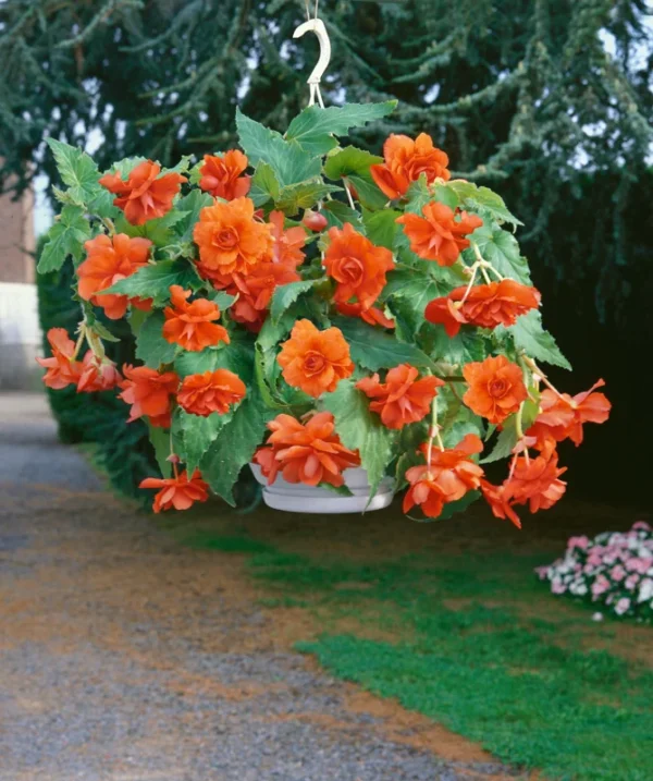 3 Trailing Begonias Orange Bareroot for Hanging Baskets