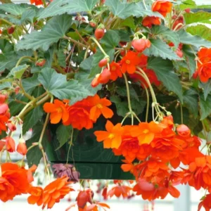 3 Trailing Begonias Orange Bareroot for Hanging Baskets