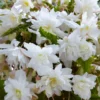 3 Trailing Begonias for Hanging Baskets - White Bareroot Begonias