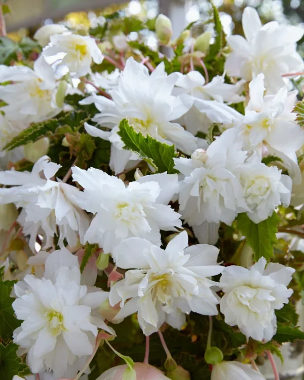 3 Trailing Begonias for Hanging Baskets - White Bareroot Begonias