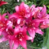 3 Trendy Dakota Lily Bulbs - Fuchsia Pink Lilies for Pots and Borders