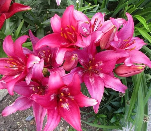 3 Trendy Dakota Lily Bulbs - Fuchsia Pink Lilies for Pots and Borders