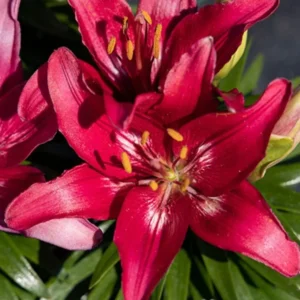 3 Trendy Dakota Lily Bulbs - Fuchsia Pink Lilies for Pots and Borders