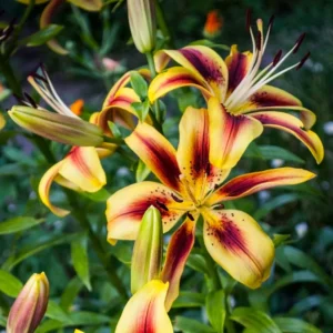 5 Vive La Vida Lily Bulbs - Vibrant Blooms