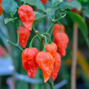 1 Pot - 2 Bhut Jolokia Pepper Live Plants for Planting, 3-6 Inch Tall, Hot Peppers for Year Round Harvesting