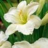 5 Hemerocallis Gentle Shepherd Daylily - Reblooming Bareroot Plant