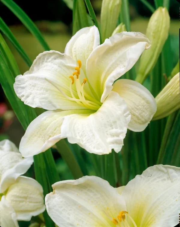 5 Hemerocallis Gentle Shepherd Daylily - Reblooming Bareroot Plant