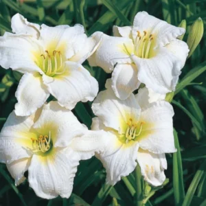 5 Hemerocallis Gentle Shepherd Daylily - Reblooming Bareroot Plant