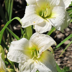 5 Hemerocallis Gentle Shepherd Daylily - Reblooming Bareroot Plant