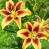 5 Vive La Vida Lily Bulbs - Vibrant Blooms