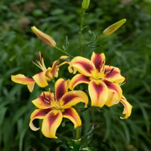 5 Vive La Vida Lily Bulbs - Vibrant Blooms