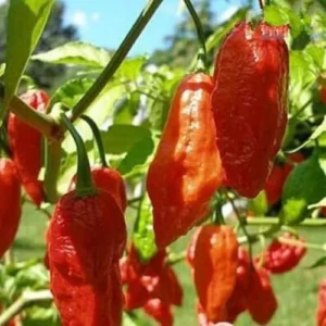 1 Pot - 2 Bhut Jolokia Pepper Live Plants for Planting, 3-6 Inch Tall, Hot Peppers for Year Round Harvesting