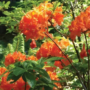 Mandarin Lights Rhododendron Plant - Orange Azalea - 1 Gallon Pot - Vibrant Blooms