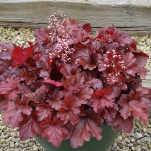 Forever Red Heuchera - 3.5 Inch Plug - Burgundy Foliage Coral Bells