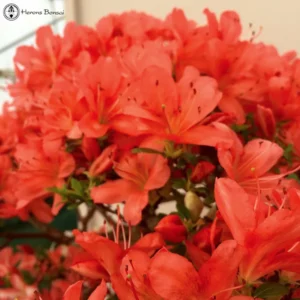 Beni-Gasa Rhododendron Plant - Orange Flowers, Gallon Pot, 1-3 Year Old