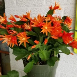 Orange Easter Cactus Plant Live - 4 to 6 Inch Spring Cactus