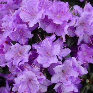 Ramapo Rhododendron Plant - Purple Rhododendron Flowers - Gallon Pot Size - Hardy Azalea