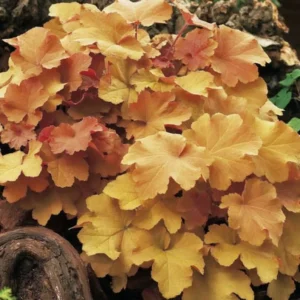 Caramel Heuchera Coral Bells Plant - 4 Inch Pot - Fall Planting