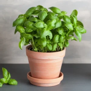 1 Pot - 2 Basil Italian Leaf Live Plants for Planting, 3-6 Inch Tall, Organic Culinary Herb by Smoke Camp Crafts