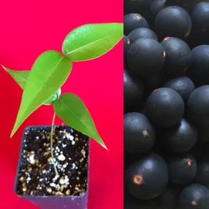Jaboticaba Myrciaria Vexator Blue Grape Fruit Tree Seedling - Beautiful Bark Plant
