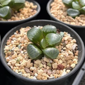 Haworthia Correcta Niagara Grape - 2.5'' Live Succulent, Rare Korean Cluster Plant