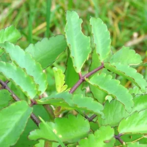1 Pot Kalanchoe Pinnata Live Plant for Planting, 3-6 Inch Tall, Succulent Live Plant, Mother of Thousands to Grow