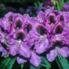 Abe Arnott Rhododendron Plant - Purple Rhododendron Flowers - 1 Gallon Pot - Garden Plant