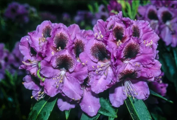 Abe Arnott Rhododendron Plant - Purple Rhododendron Flowers - 1 Gallon Pot - Garden Plant