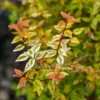 Abelia Kaleidoscope Plant - White Flower Shrub - 1 Gallon Pot - Garden Plant