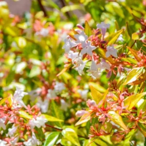 Abelia Kaleidoscope Plant - White Flower Shrub - 1 Gallon Pot - Garden Plant