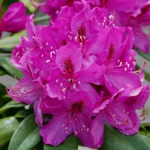 Anah Kruschke Rhododendron Plant - Pink Flower Shrub - 1 Gallon Pot - Garden Ready