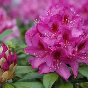 Anah Kruschke Rhododendron Plant - Pink Flower Shrub - 1 Gallon Pot - Garden Ready