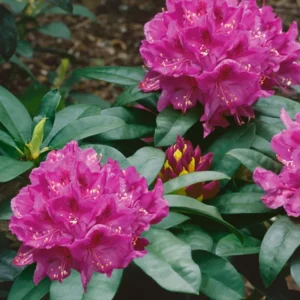 Anah Kruschke Rhododendron Plant - Pink Flower Shrub - 1 Gallon Pot - Garden Ready