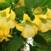 Angels Trumpet Live Plant - Tropical Yellow Flowers, 4 inch Pot, Rooted Cutting
