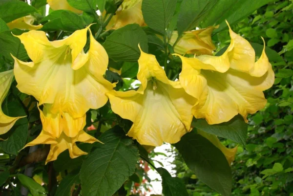 Angels Trumpet Live Plant - Tropical Yellow Flowers, 4 inch Pot, Rooted Cutting