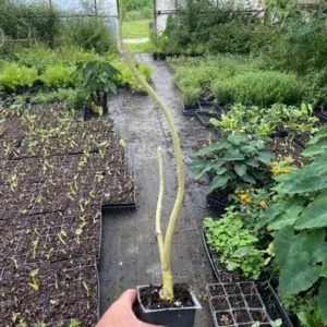 Angels Trumpet Live Plant - Tropical Yellow Flowers, 4 inch Pot, Rooted Cutting