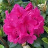 Anna Rose Whitney Rhododendron Plant, Deep Pink Flowers, Gallon Pot Size, Hardy Azalea