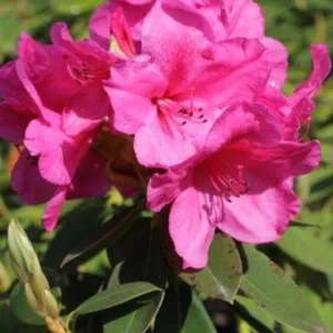 Anna Rose Whitney Rhododendron Plant, Deep Pink Flowers, Gallon Pot Size, Hardy Azalea