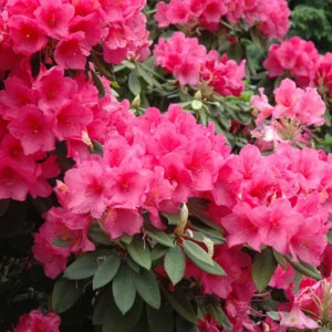 Anna Rose Whitney Rhododendron Plant, Deep Pink Flowers, Gallon Pot Size, Hardy Azalea