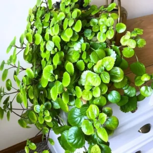 1 Pot with 2 Green Swedish Ivy Plant Plants Live for Planting, 3-6 Inch Tall, Plectranthus Swedish Ivy Herb Live Starter Plants, Swedish Ivy Mint Plant Hanging Basket Houseplant