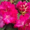April Glow Rhododendron Plant - Rosy Pink Flowers, Gallon Pot, 1-3 Year Old