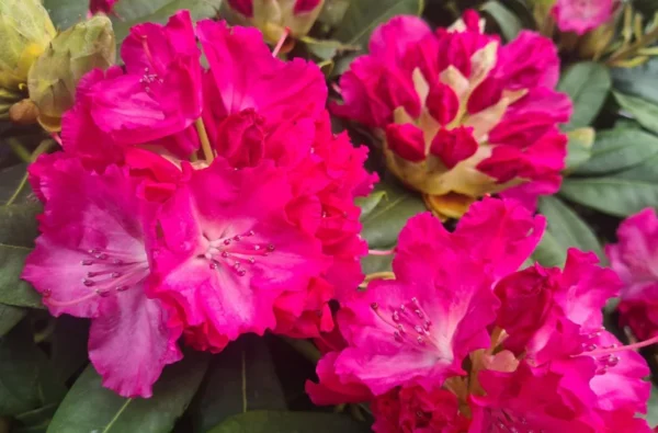 April Glow Rhododendron Plant - Rosy Pink Flowers, Gallon Pot, 1-3 Year Old