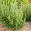 Arp Rosemary Plant 3.5" Pot Aromatic Culinary Herb Garden