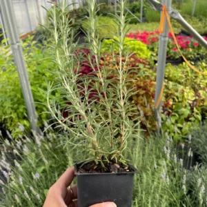 Arp Rosemary Plant 3.5